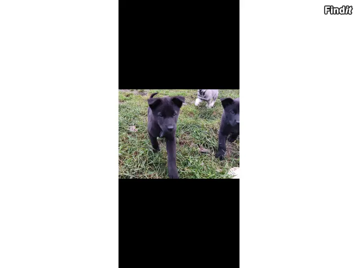 Säljes Blandras hund valpar