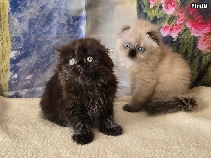 Myydään Scottish fold kissan pennut