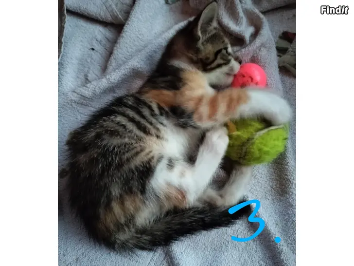 Säljes Kattungar