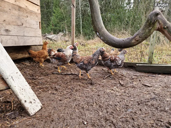 Säljes Höns säljes