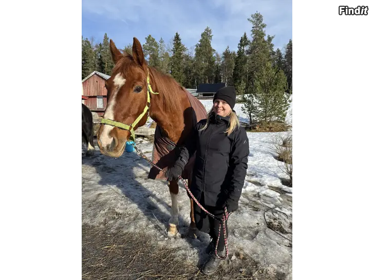 Uthyres Medryttare till Sven