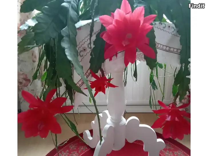 Säljes Bladkaktus, röda blommor