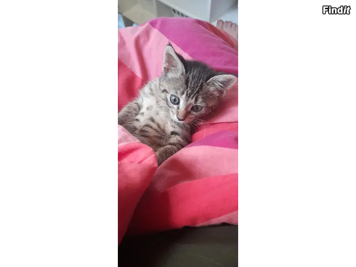 Säljes Kattunge