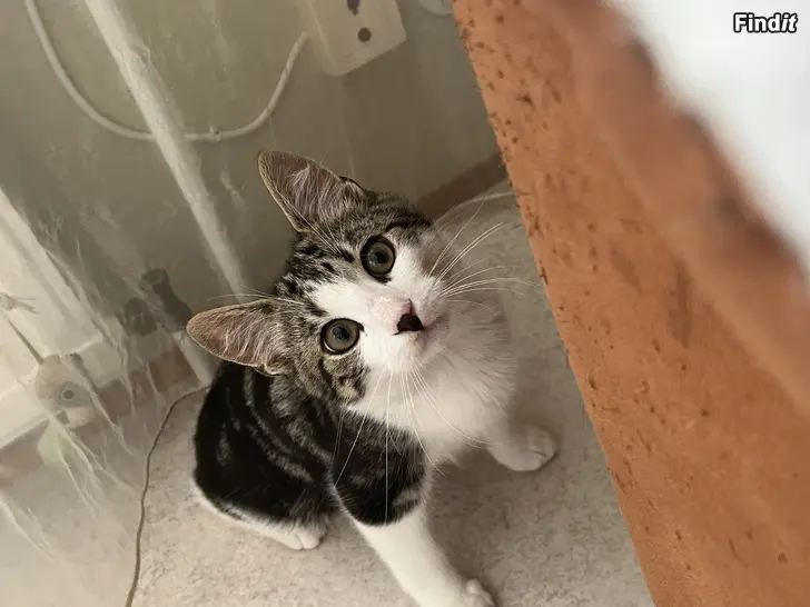 Säljes Kattung, 4 månader