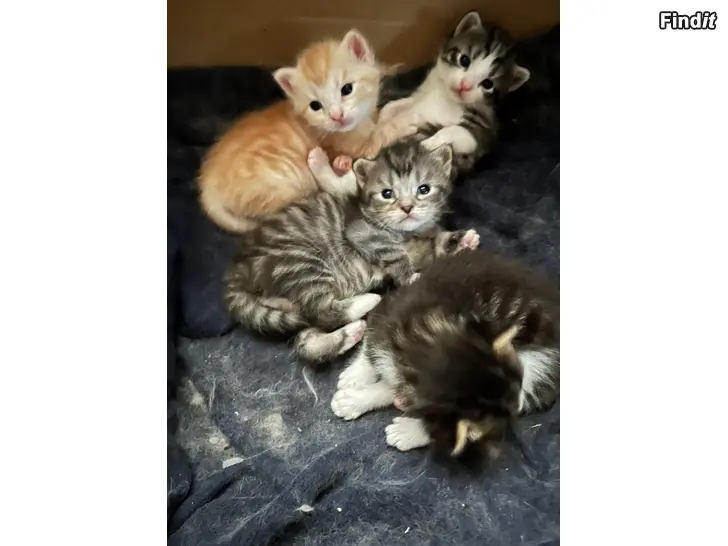 Säljes Söta kattungar söker nytt hem
