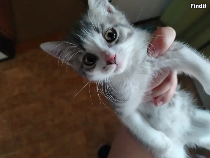 Säljes Kattunge