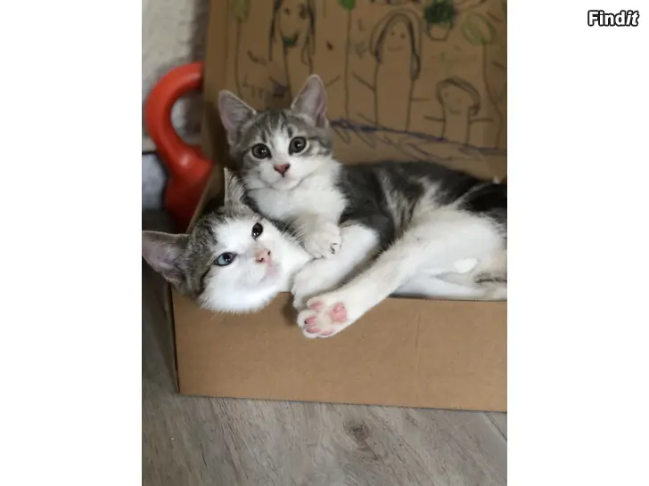 Säljes Kattungar