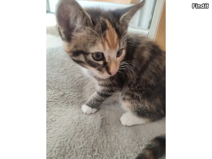 Säljes Kattungar till salu