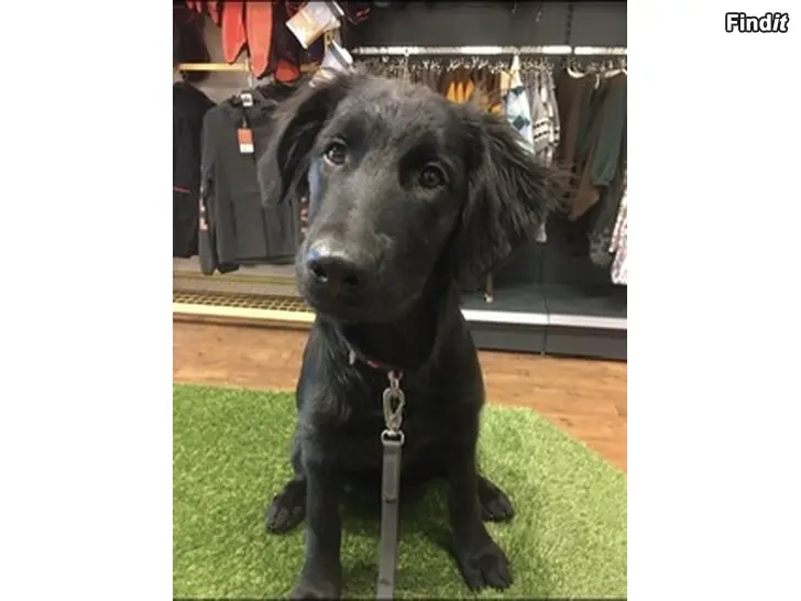 Myydään Sekarotuiset puoli vuotiaat pentuset etsivät omia just oikeita koteja