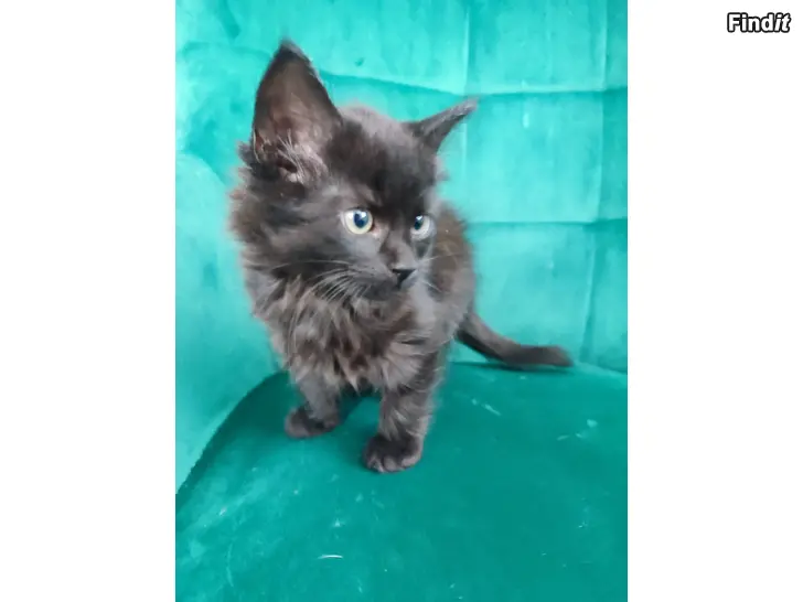 Säljes Kattungar säjes