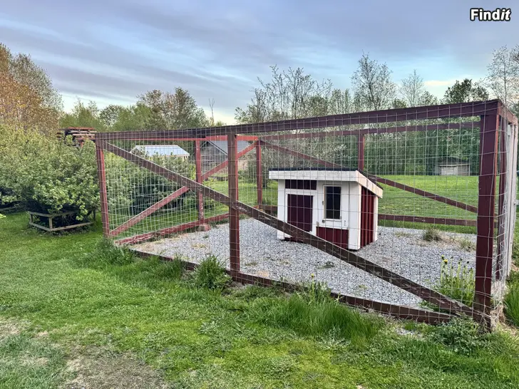 Säljes Hund/djurgård