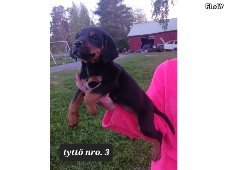 Myydään Rottweiler Mix pentuja