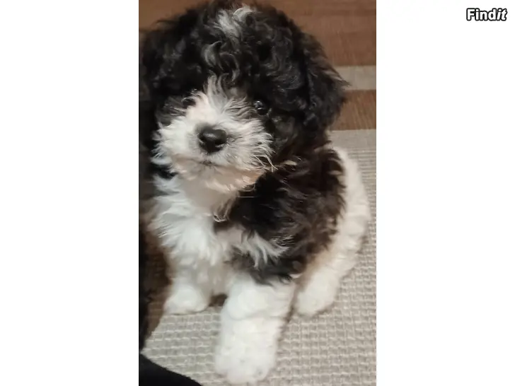 Myydään Poochon tik valp