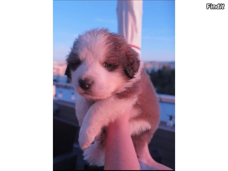 s-ljes-blandras-valpar-mor-leonberger-pyreneer-far-berner-sennen