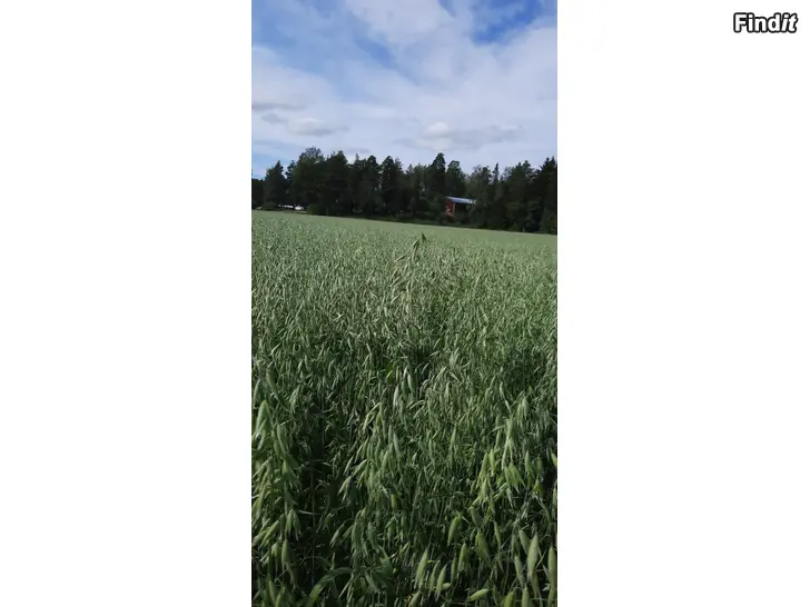Halutaan vuokrata Sökes arrende mark