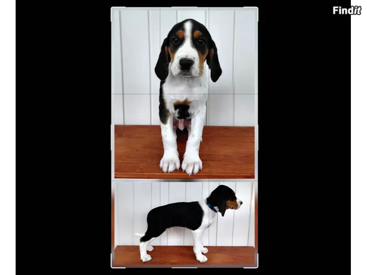 Säljes Stövarvalpar