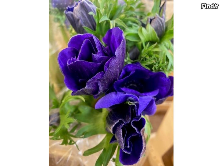 Säljes Vackra och våriga buketter till Vappen New flower arrangements with lovely flowers from Holland