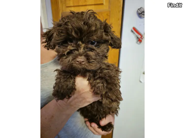 Säljes Venäjän bolonka