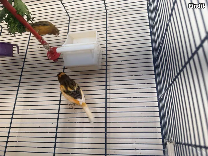 Säljes Canaria Fåglar