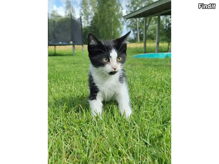 Säljes Kattungar