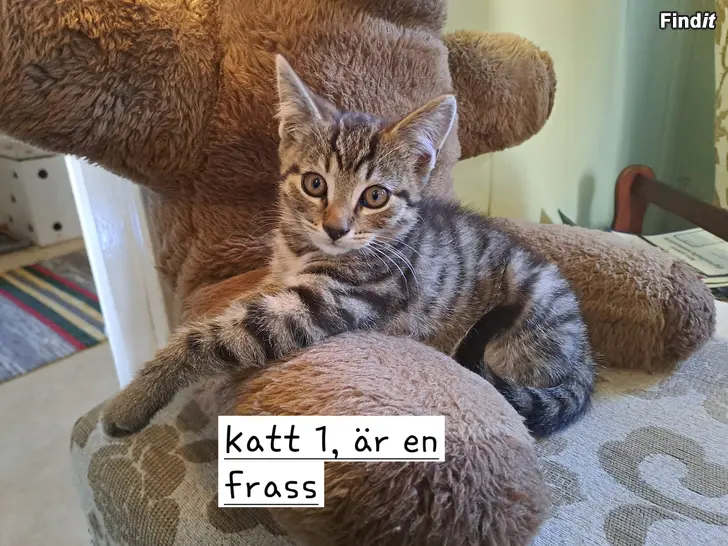 Säljes Kattungar säljes