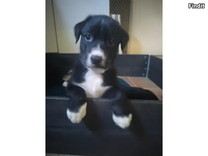 Bortges Hundvalpar bortges