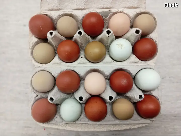 Säljes Avelsägg och kycklingar