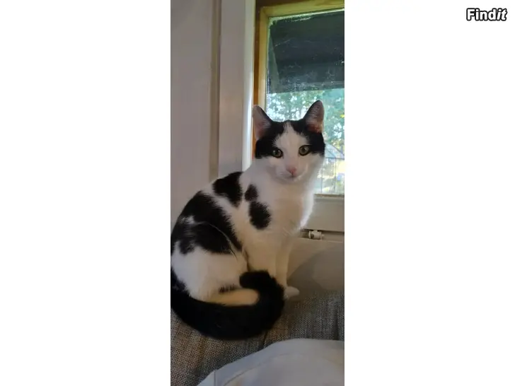 Säljes Kattungar