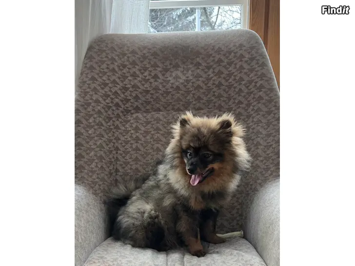 Myydään Kleinspitzin urospentu vailla omaa kotia