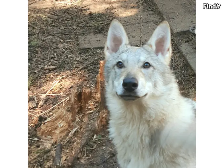 Säljes Sekarotuinen koiranpentu