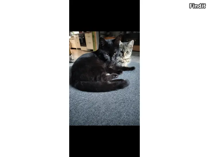 Annetaan Kattungar