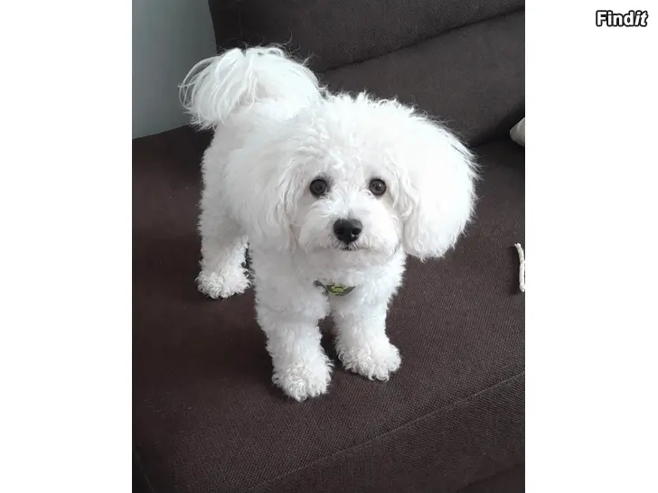 Säljes Bichon frise pennut