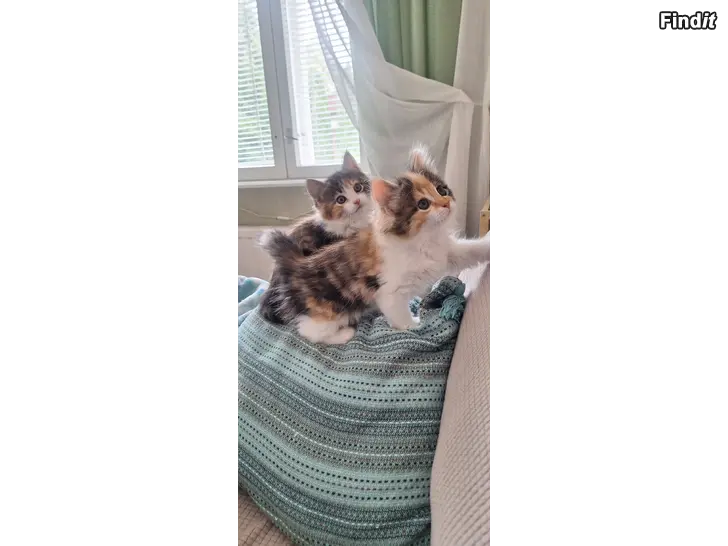 Säljes Kattungar