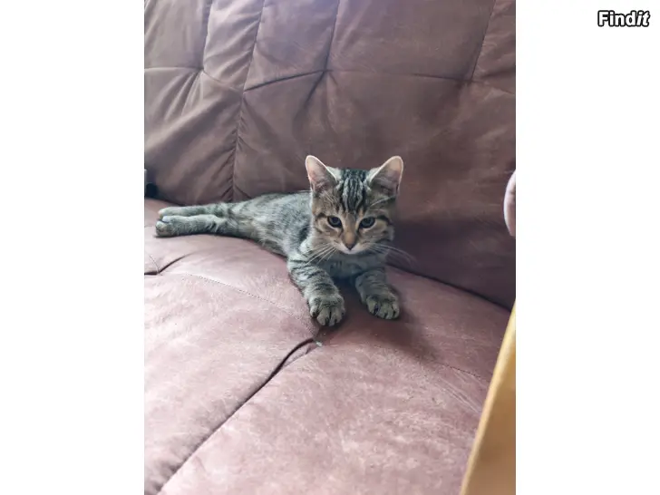 Säljes Kissan pentu