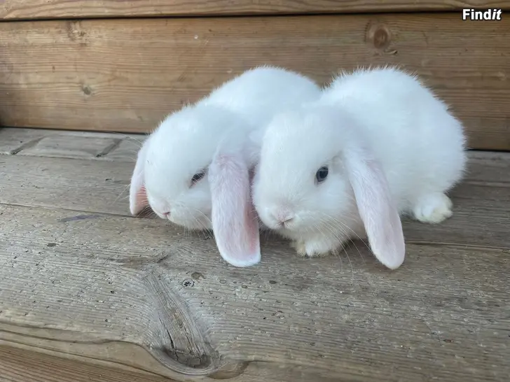 Myydään Kääpiöluppa