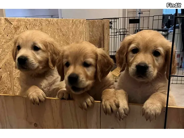 Säljes Valpar golden retriever