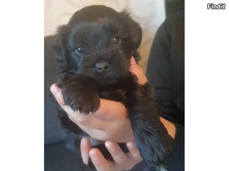 Myydään Yorkiepoo