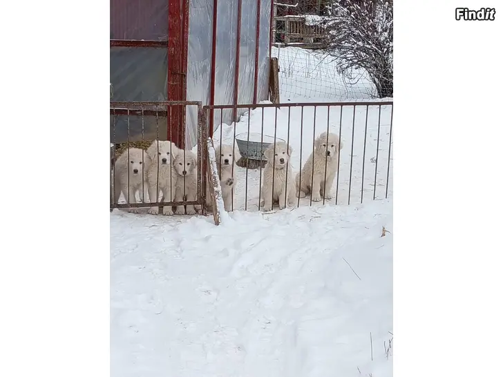 Myydään Laumanvartijan pennut