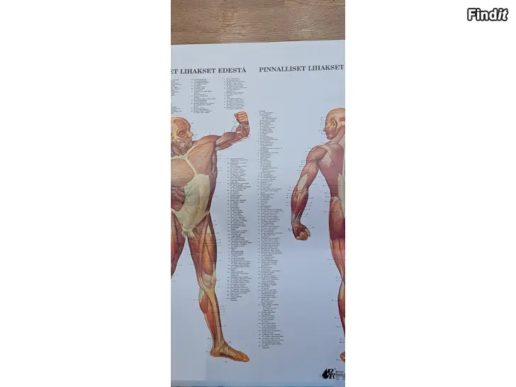 Säljes Anatomiska posters