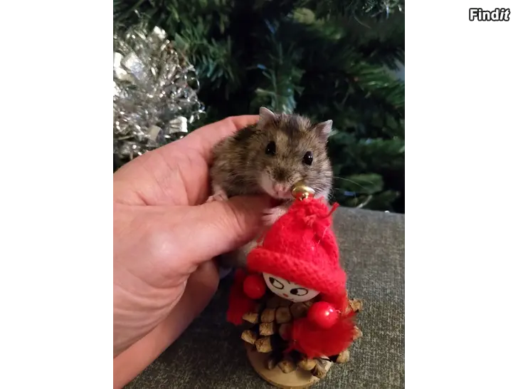 Myydään Talvikkopoika