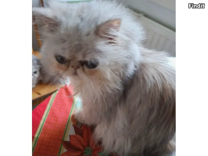 Säljes Persian silvergolden poika