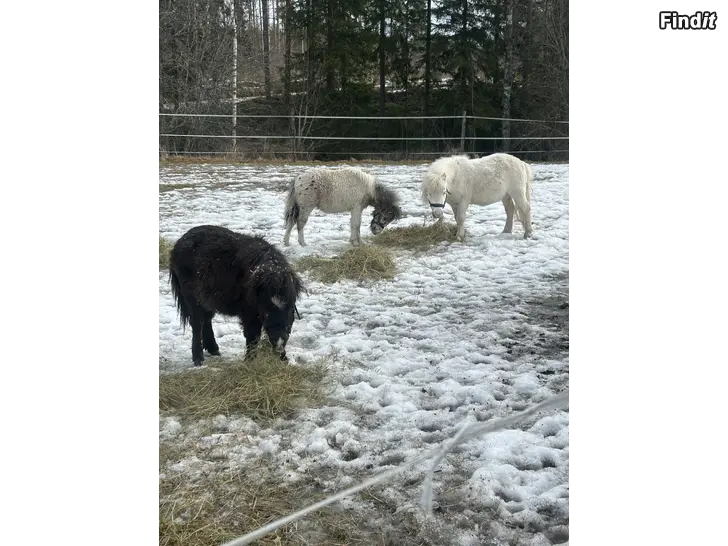 Myydään Minihevosia Orit