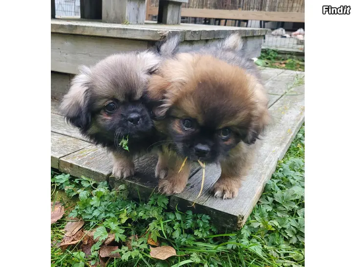 Säljes Tibetanska Spaniel valpar - Tiibetinspanielin pentuja
