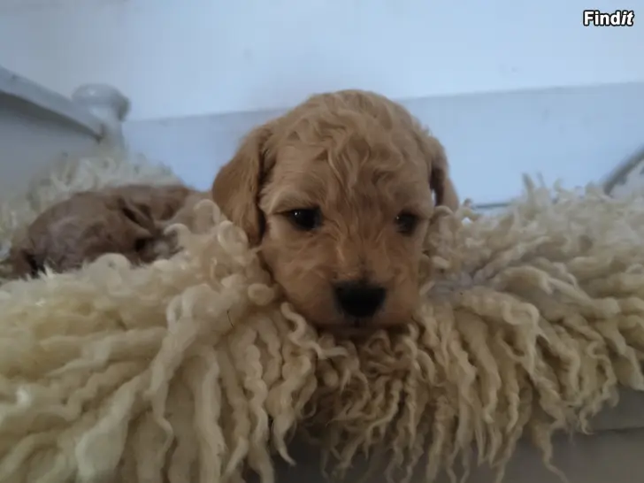Säljes Poochon valpar säljes