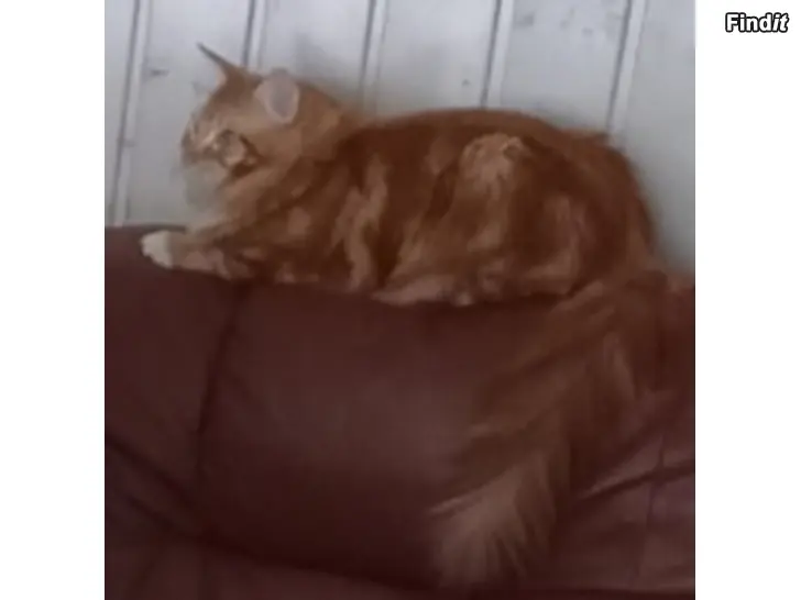 Myydään Maine Coon ja Ragdoll mix kolli