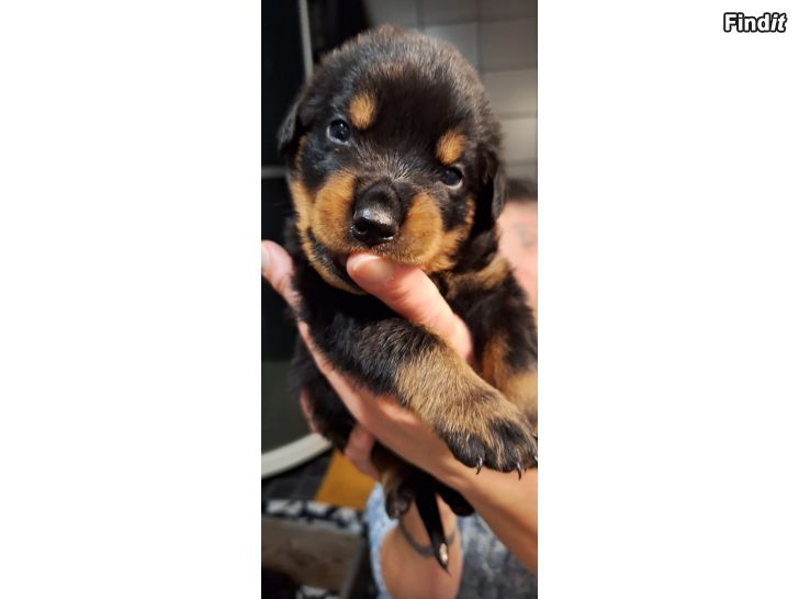 Myydään Rottweiler valpar