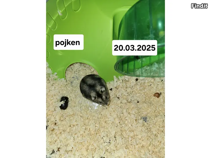 Säljes Hamster