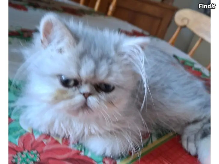 Myydään Sinihopea persialainen poika