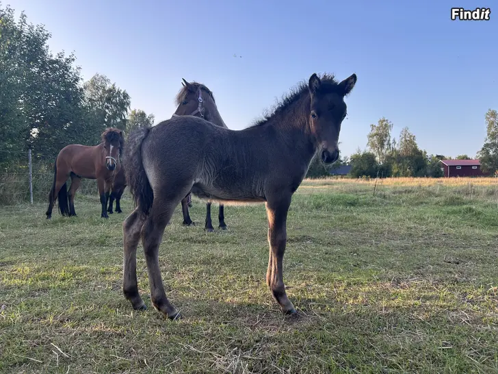 Säljes Islandshäst -25