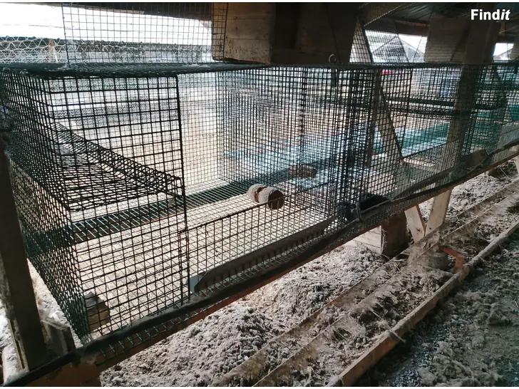 Myydään Kettuhäkki räv